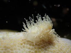Phestilla lugubris