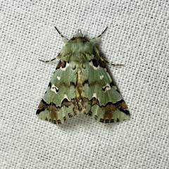 Pansemna beryllodes