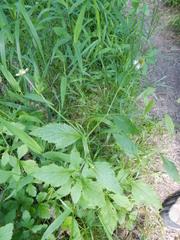 Geum canadense texanum