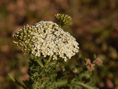Achillea setacea