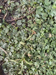Dichondra micrantha