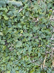 Dichondra micrantha