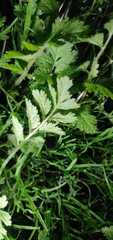 Angiospermae
