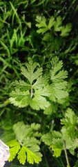 Angiospermae