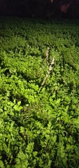 Angiospermae