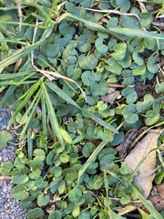Dichondra micrantha