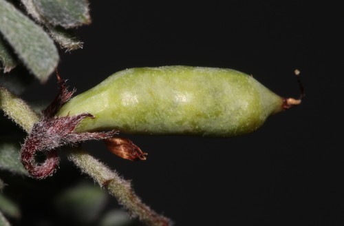 Indigofera sp15 MS (Indigofera esterhuysenae)