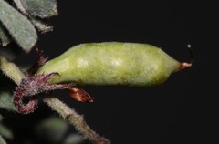 Indigofera esterhuysenae