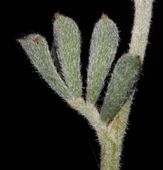 Indigofera esterhuysenae