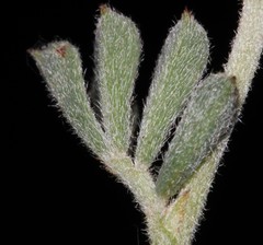 Indigofera esterhuysenae
