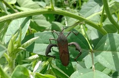 Anoplocnemis phasianus