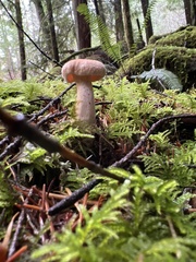 Hydnum oregonense