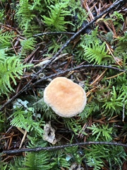 Hydnum oregonense