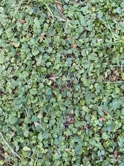 Dichondra micrantha
