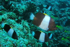 Hemitaurichthys zoster