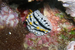 Phyllidia alyta