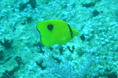 Chaetodon interruptus