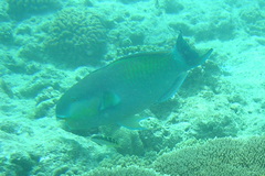 Chlorurus strongylocephalus