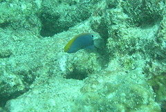 Pomacentrus chrysurus