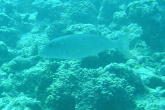 Lethrinus xanthochilus