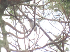 Ficedula westermanni