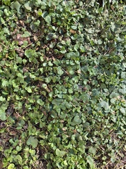 Dichondra micrantha