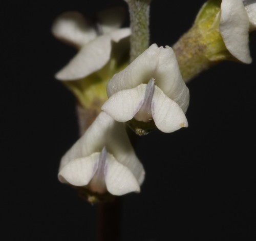 Renosterveld Hookleaf (Psoralea arborescens)