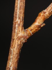 Psoralea arborescens