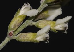 Psoralea arborescens