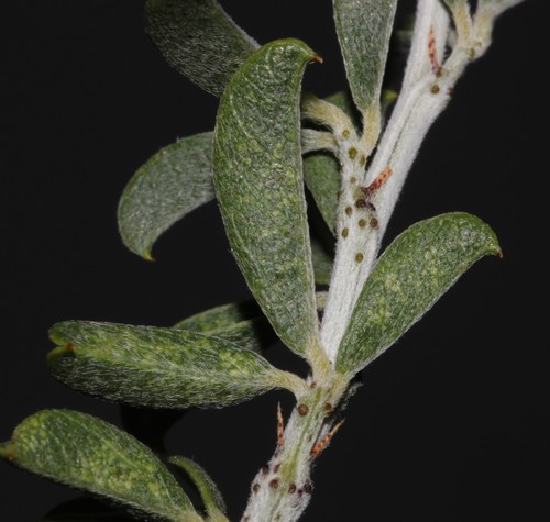 Image of Psoralea arborescens by (c) Brian du Preez, some rights reserved (CC BY-SA)