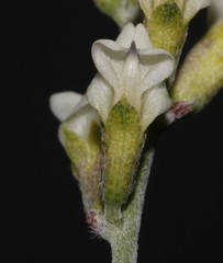 Psoralea arborescens