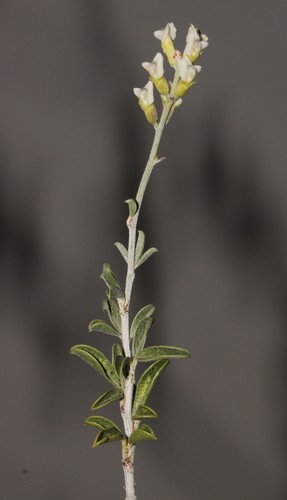 Image of Psoralea arborescens by (c) Brian du Preez, some rights reserved (CC BY-SA)