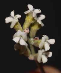 Psoralea arborescens