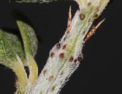 Psoralea arborescens