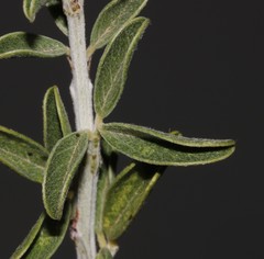 Psoralea arborescens