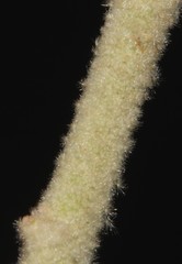 Hermannia gariepina