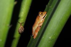 Rhacophorus margaritifer