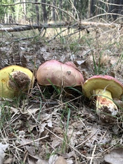 Butyriboletus regius