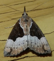 Hypena bijugalis