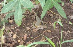 Eutropis multifasciata