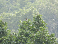 Pycnonotus bimaculatus