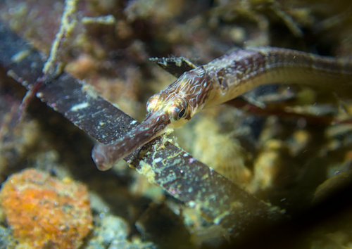 Greater Pipefish