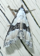 Nigetia formosalis