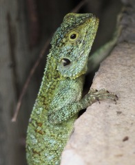 Acanthocercus ugandaensis
