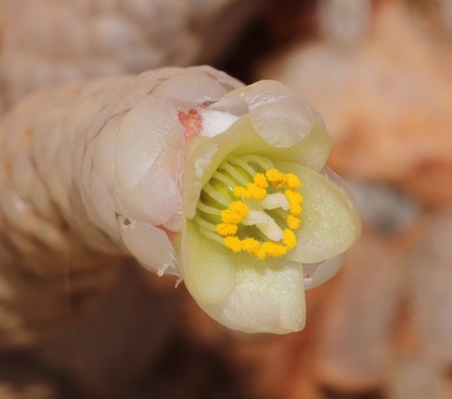 Image of Anacampseros papyracea by (c) Brian du Preez, some rights reserved (CC BY-SA)