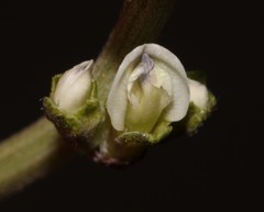 Psoralea arborescens