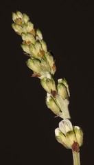 Psoralea arborescens