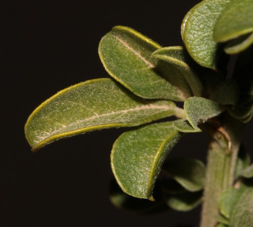 Image of Psoralea arborescens by (c) Brian du Preez, some rights reserved (CC BY-SA)
