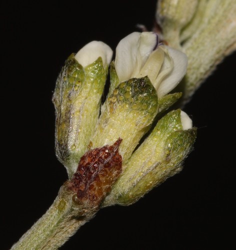 Image of Psoralea arborescens by (c) Brian du Preez, some rights reserved (CC BY-SA)