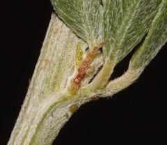 Psoralea arborescens